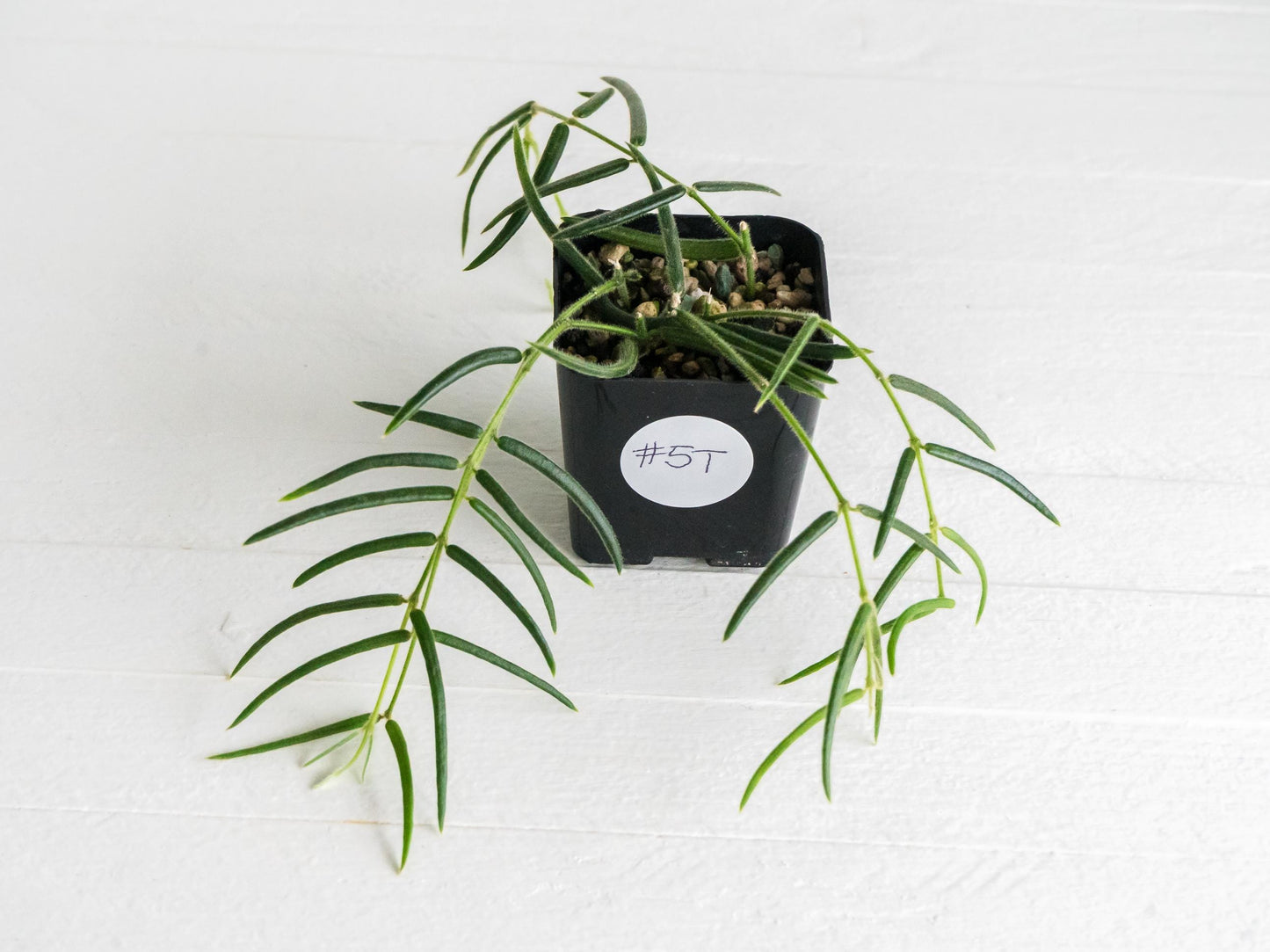 Hoya linearis | 2-Inch