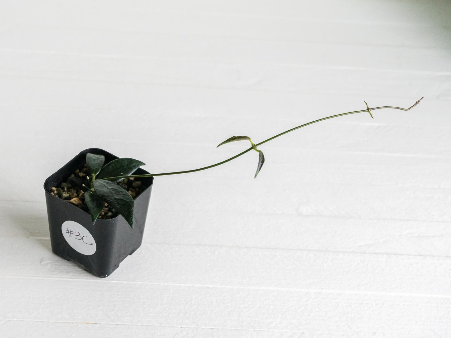 Dischidia GPS-88 | 2-Inch FKA as a Hoya