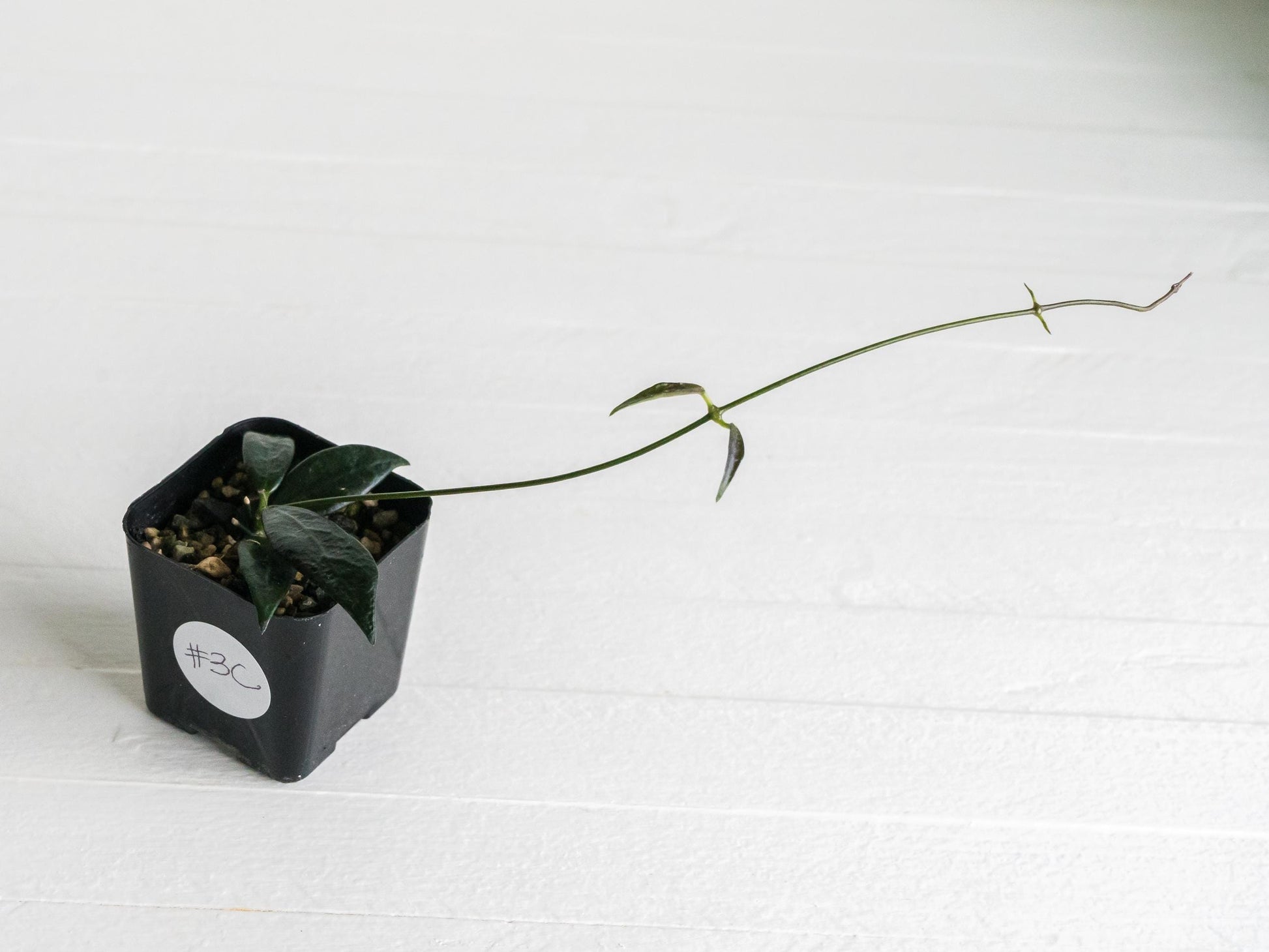 Dischidia GPS-88 | 2-Inch FKA as a Hoya