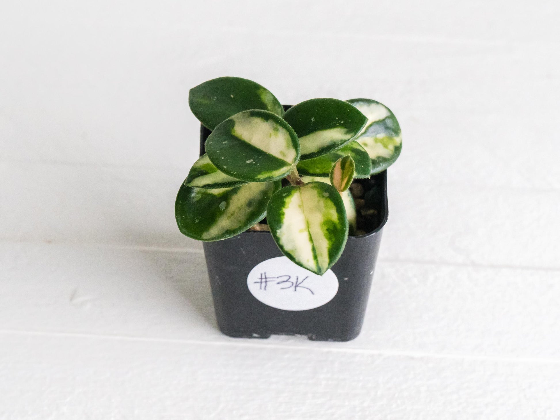 Hoya 'Mathilde' (Inner Variegated) | 2-Inch