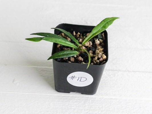 Hoya pauciflora | 2-Inch