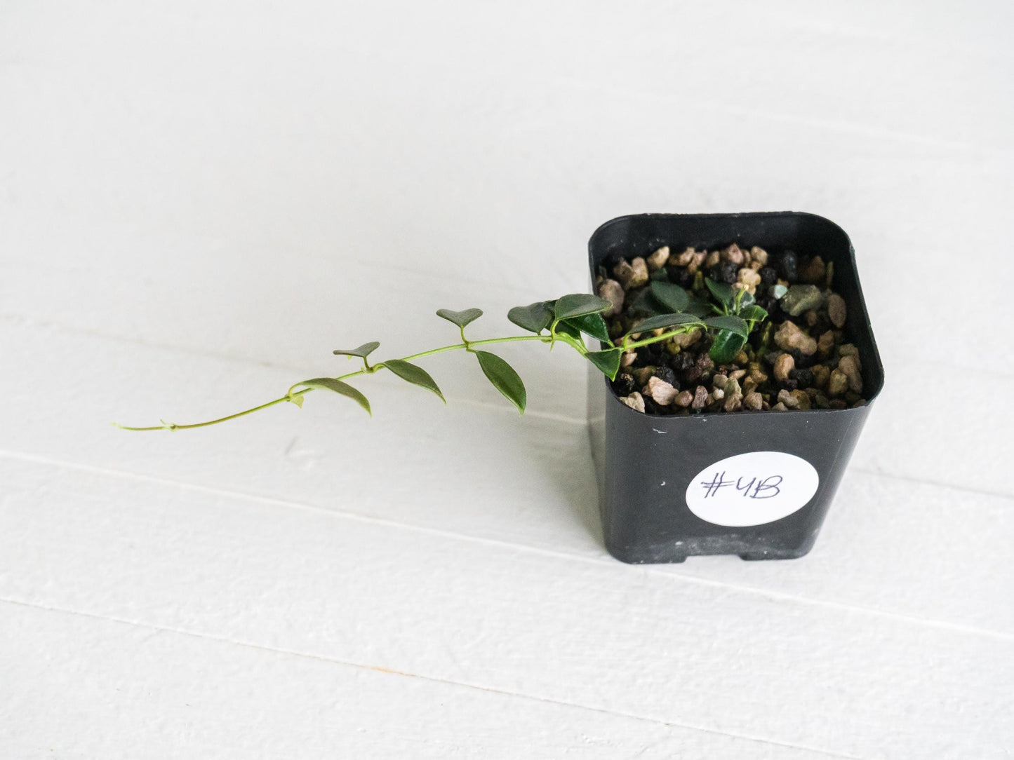 Hoya papua (PNG IM-08) | 2-Inch