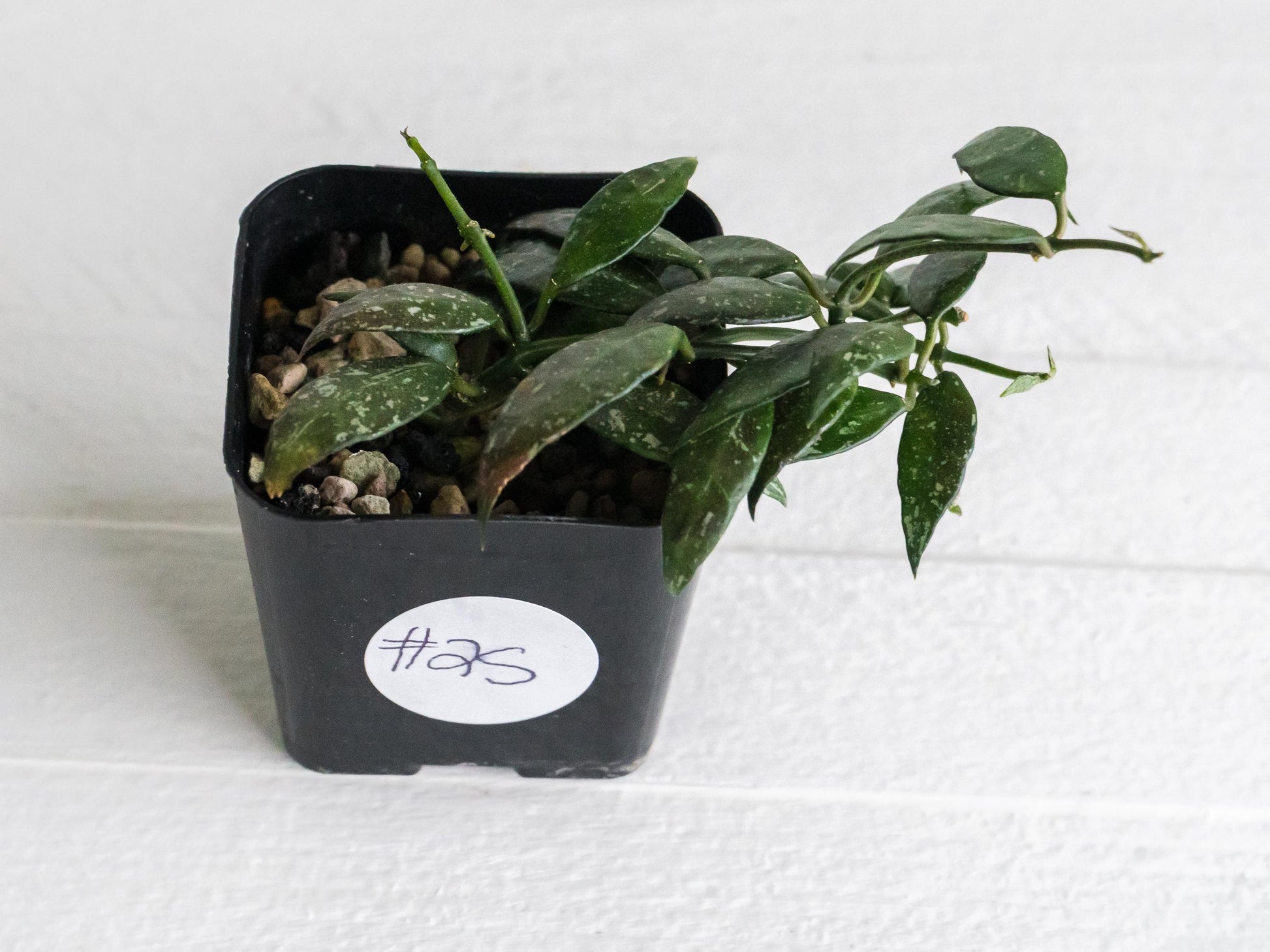 Hoya lacunosa 'Perangin Durian' IML-1896 | 2-Inch