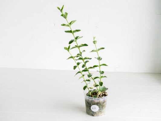 Hoya cumingiana (Albo | Outer Variegated) | 3-Inch