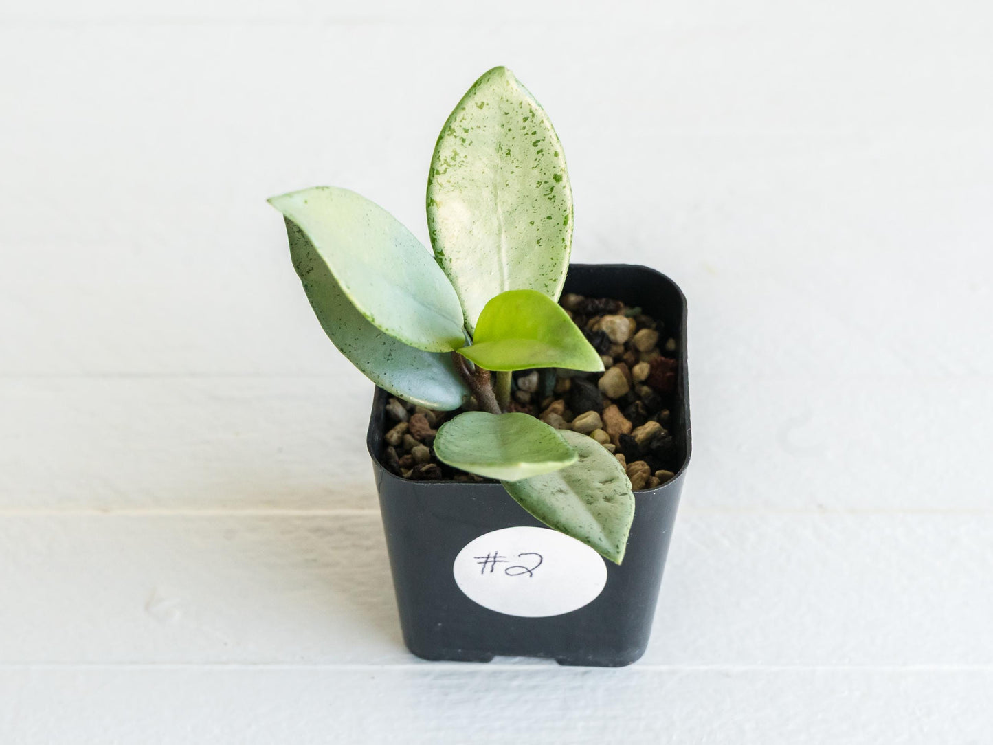 Hoya carnosa 'Wilbur Graves' (Silver) | 2-Inch