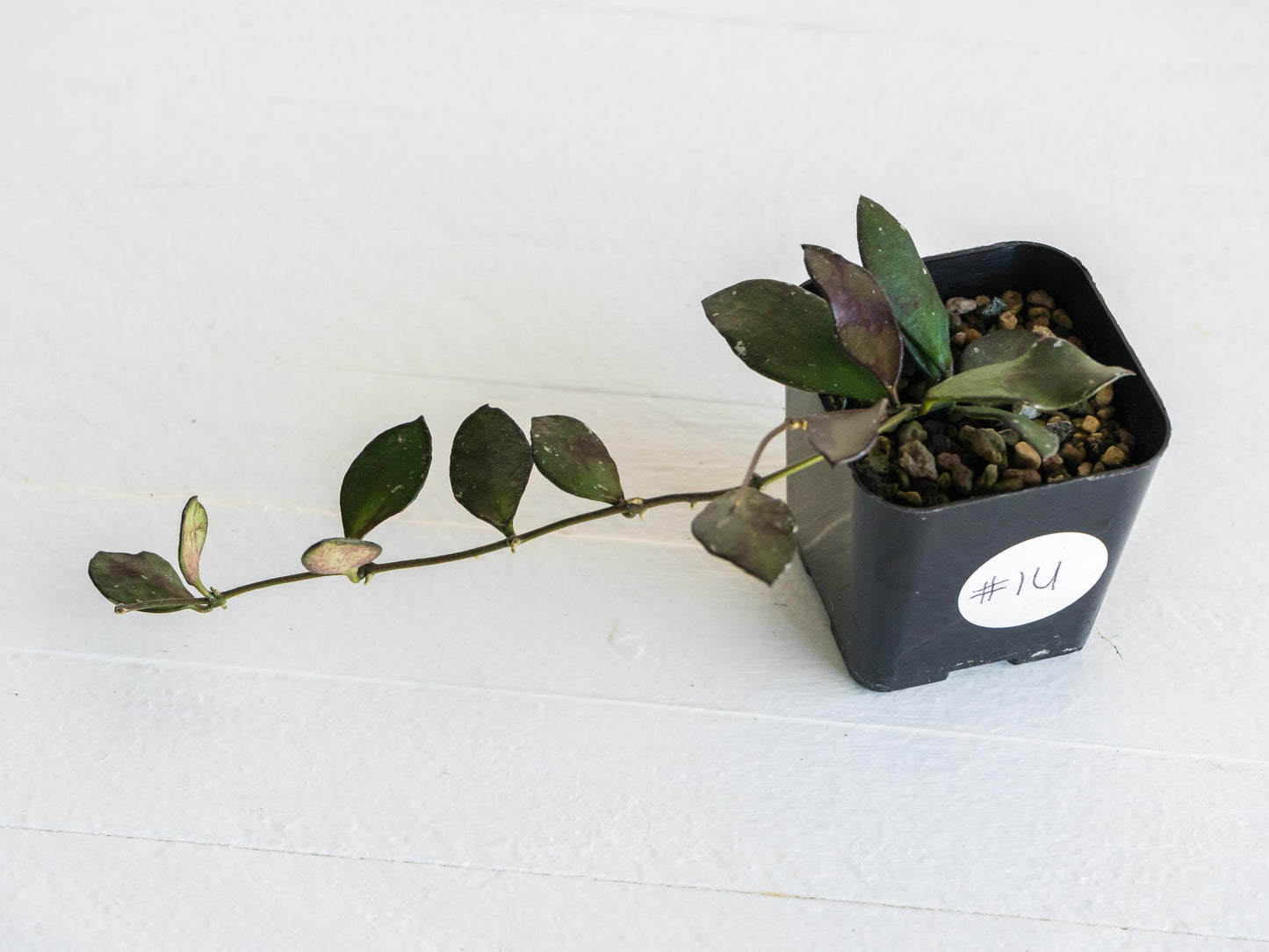 Hoya borneo (Small Leaf) | 2-Inch