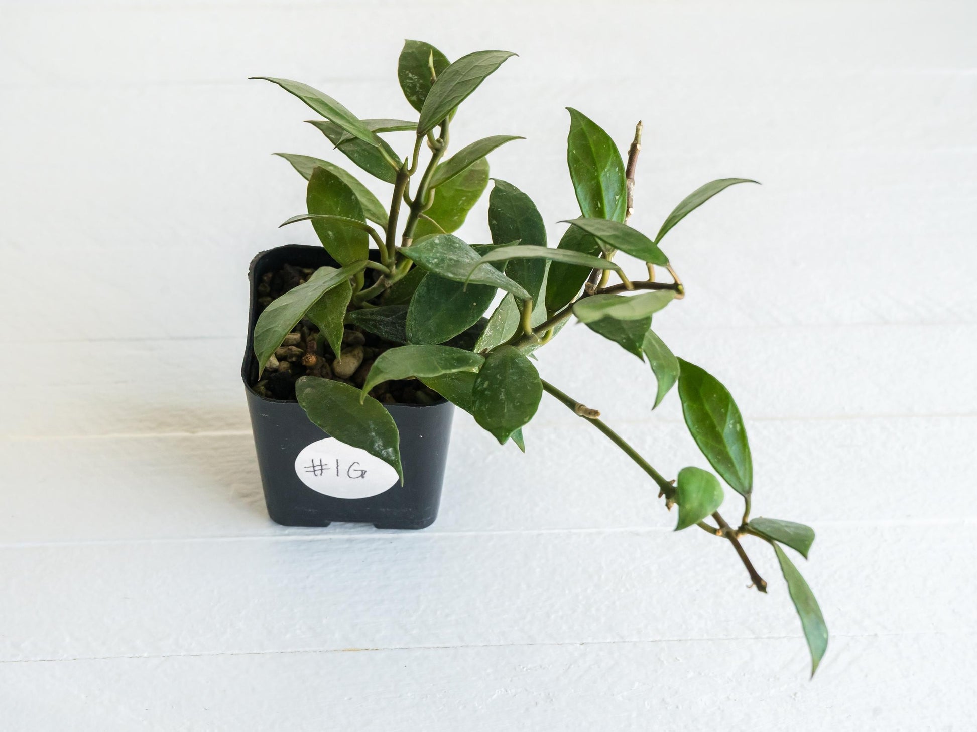 Hoya 'Rebecca' | 2-Inch