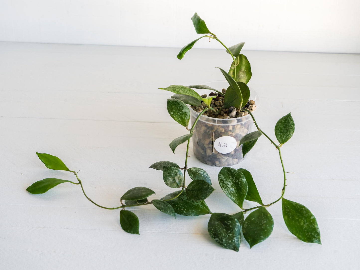 Hoya walliniana (Splash) | 3-Inch