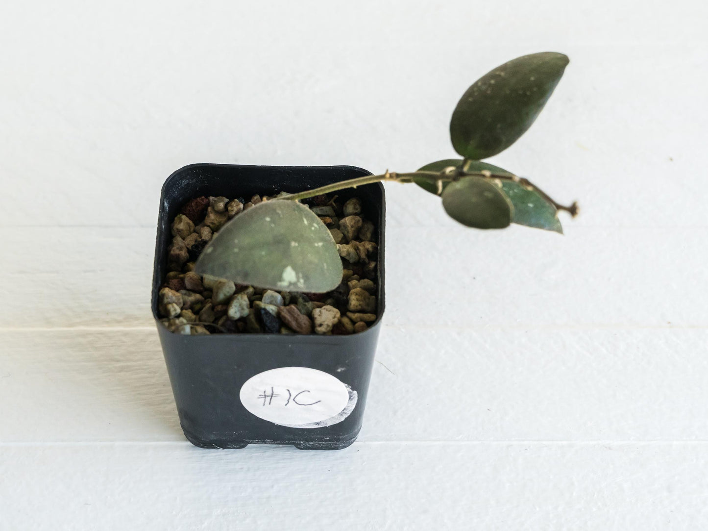 Hoya sabah 'Dragonfly' (EPC-960) | 2-Inch