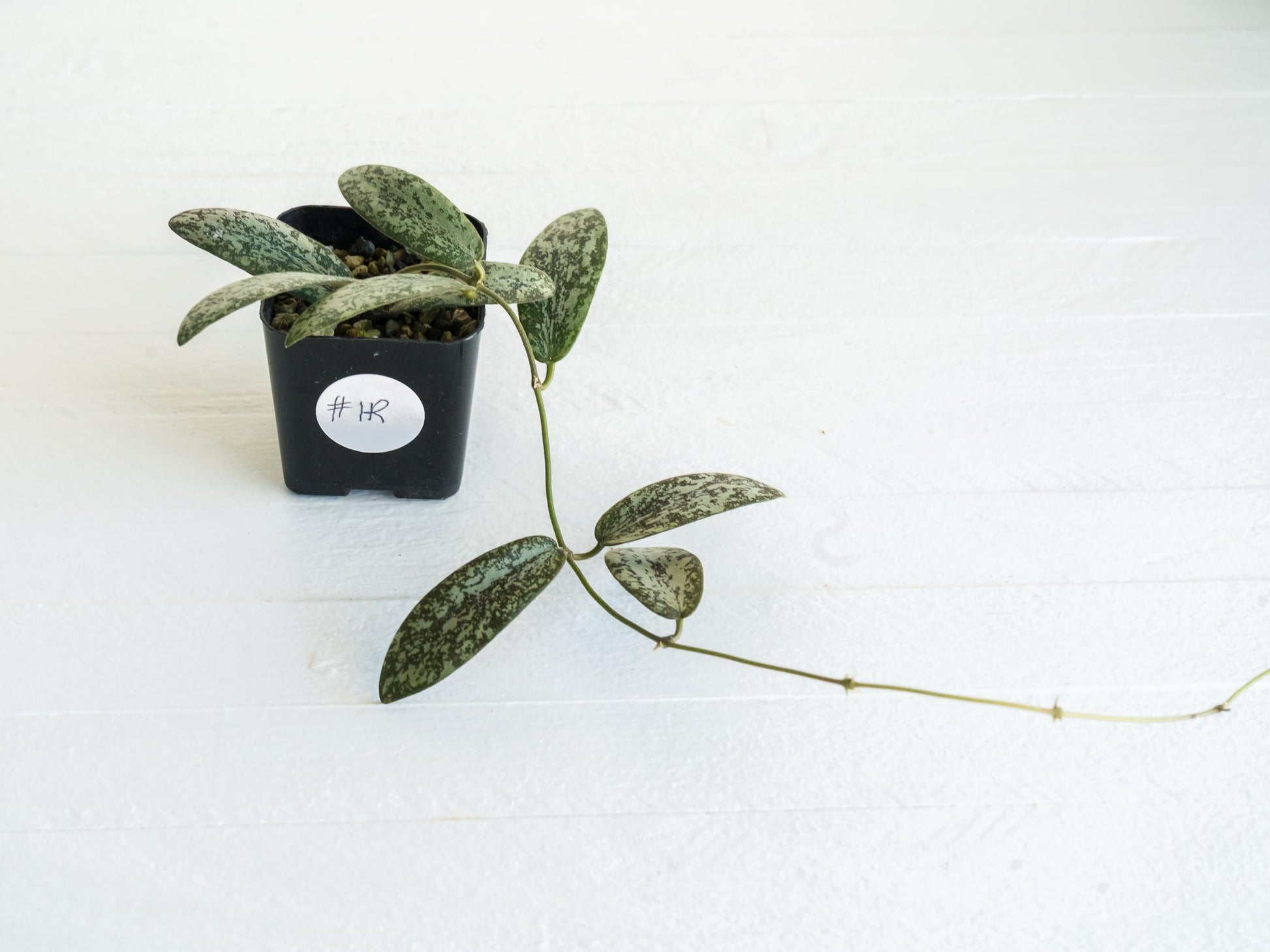 Hoya sigillatis 'Round Leaf' aka sigillatis (Silver) AH001 | 2-Inch