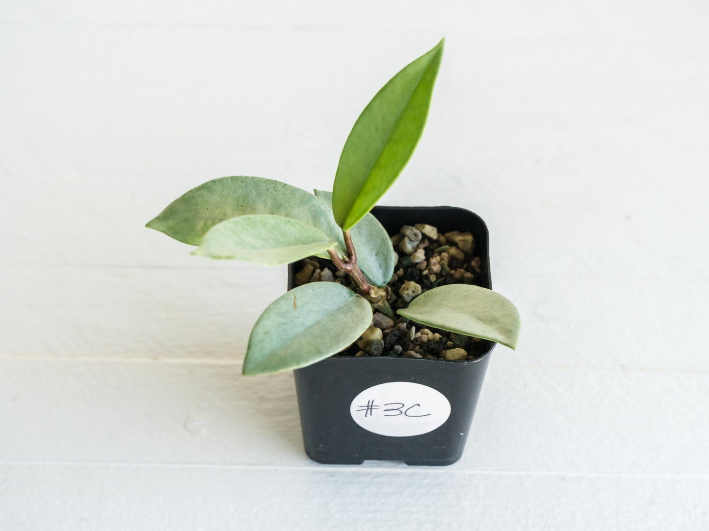 Hoya carnosa 'Wilbur Graves' (Silver) | 2-Inch