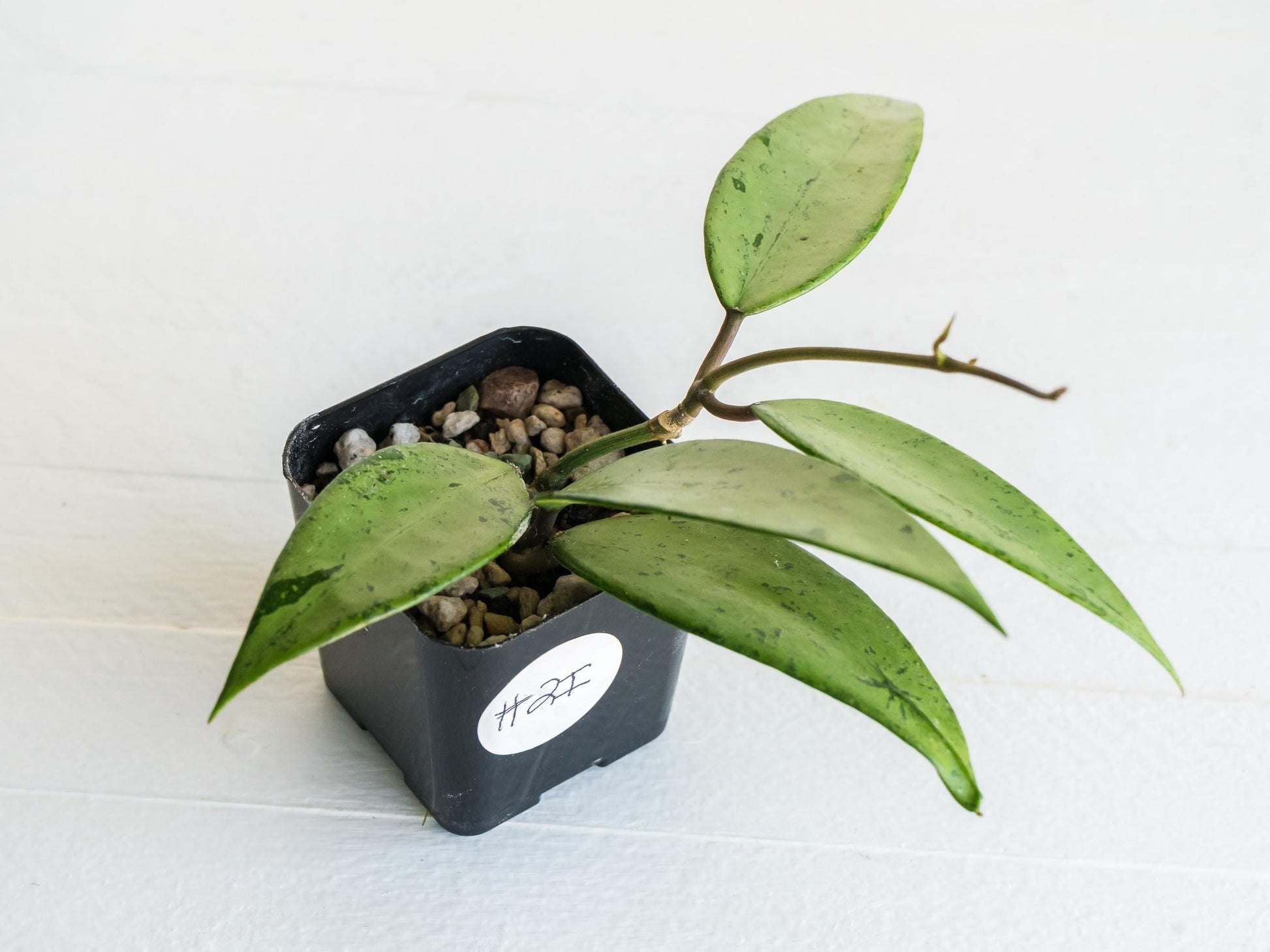 Hoya 'Snow Cui' (Silver) | 2-Inch