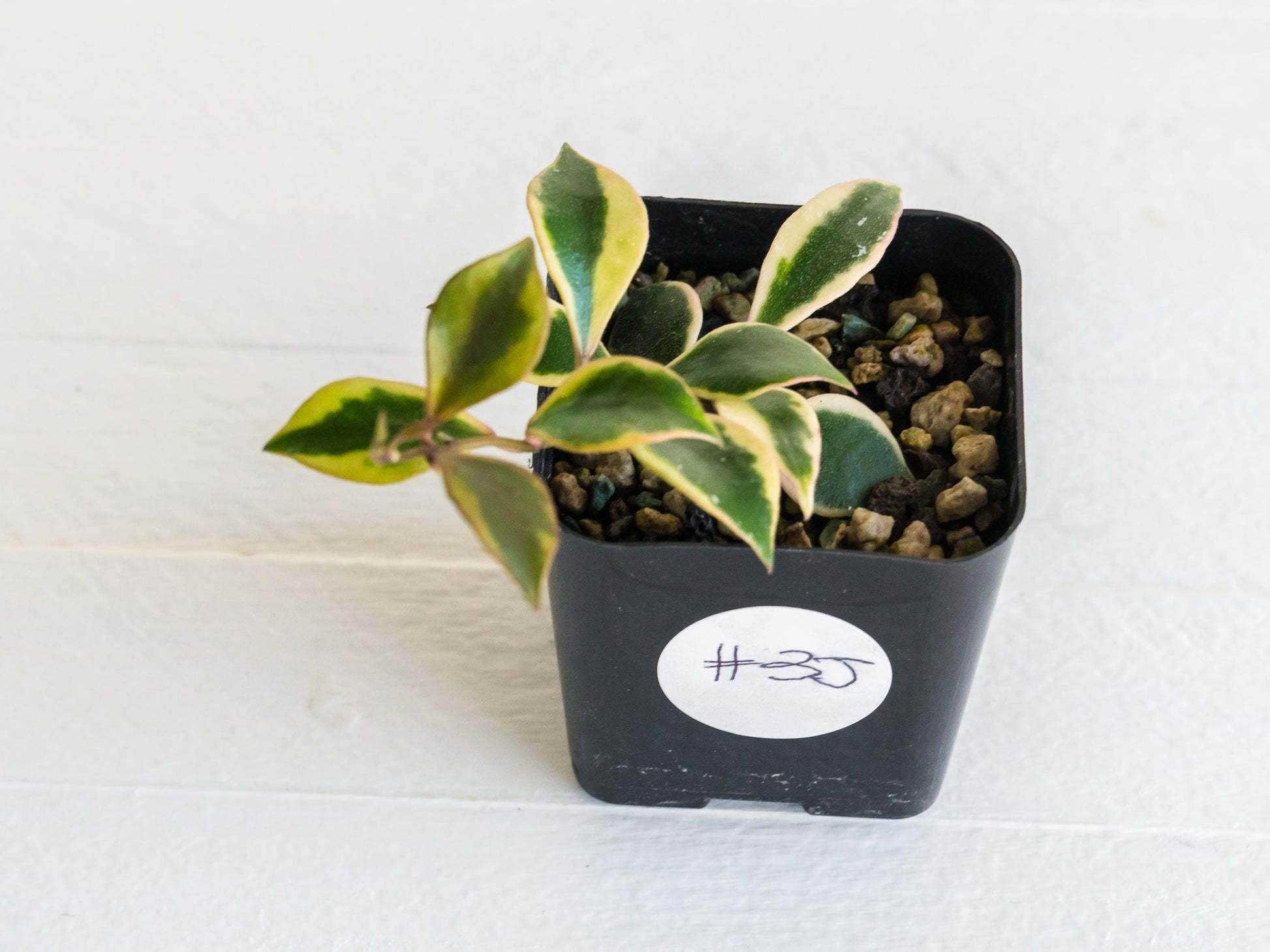 Hoya bakoensis (Outer Variegated - Albo) | 2-Inch