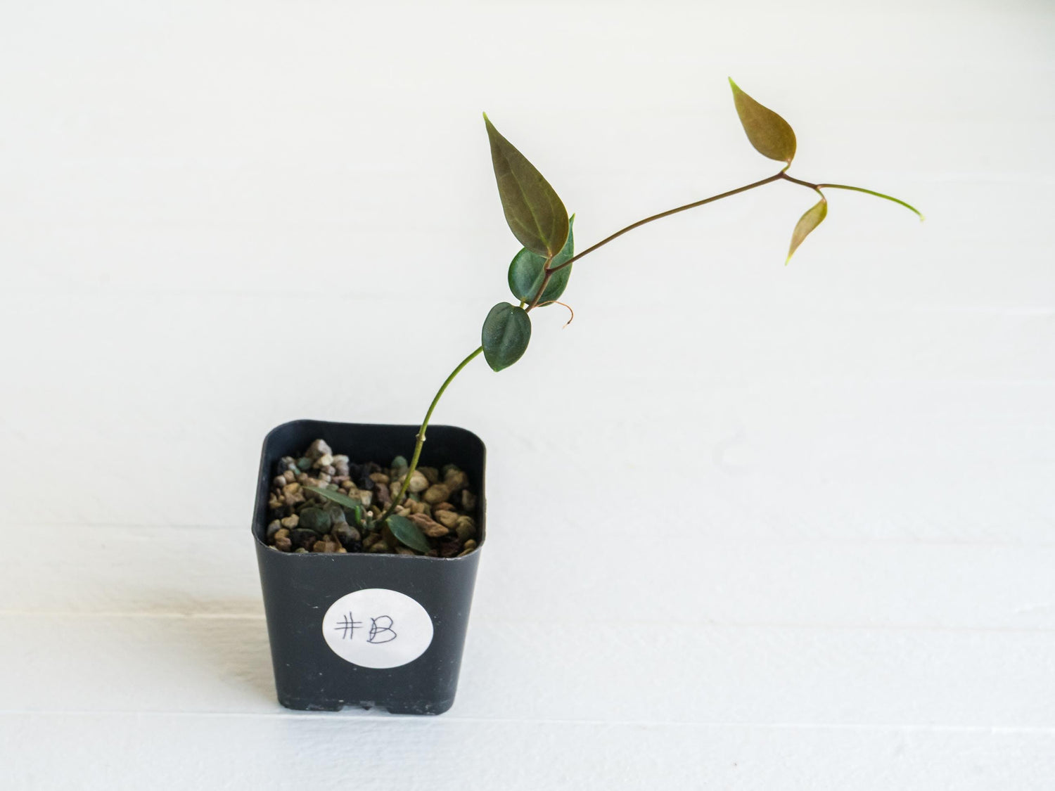 Hoya carrii (NS13-064) | 2-Inch