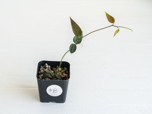 Hoya carrii (NS13-064) | 2-Inch