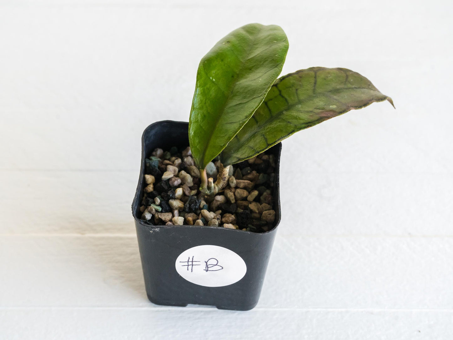 Hoya gunung gading | 2-Inch