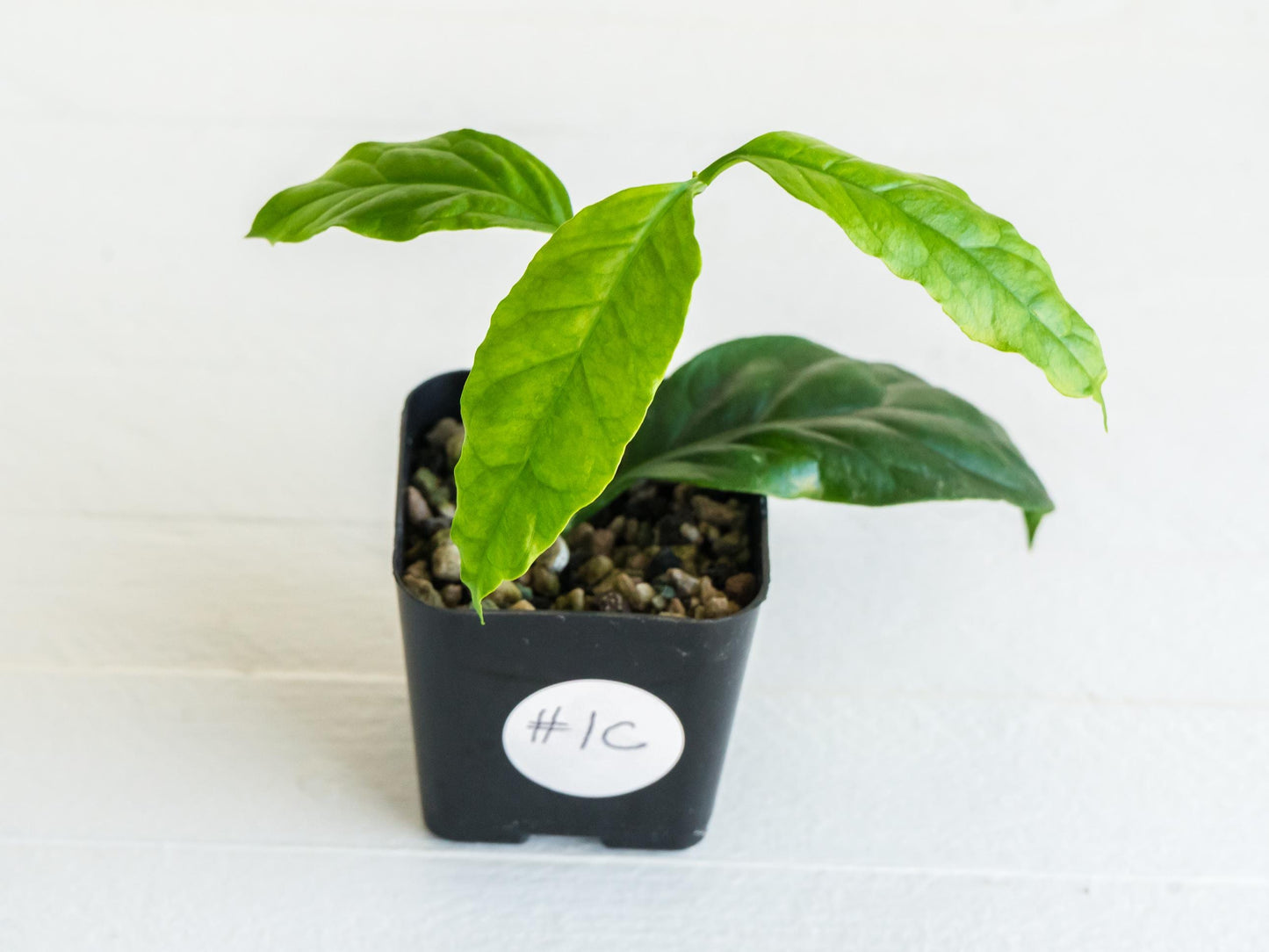 Hoya decipulae (Outer Variegated/Albo) | 2-Inch