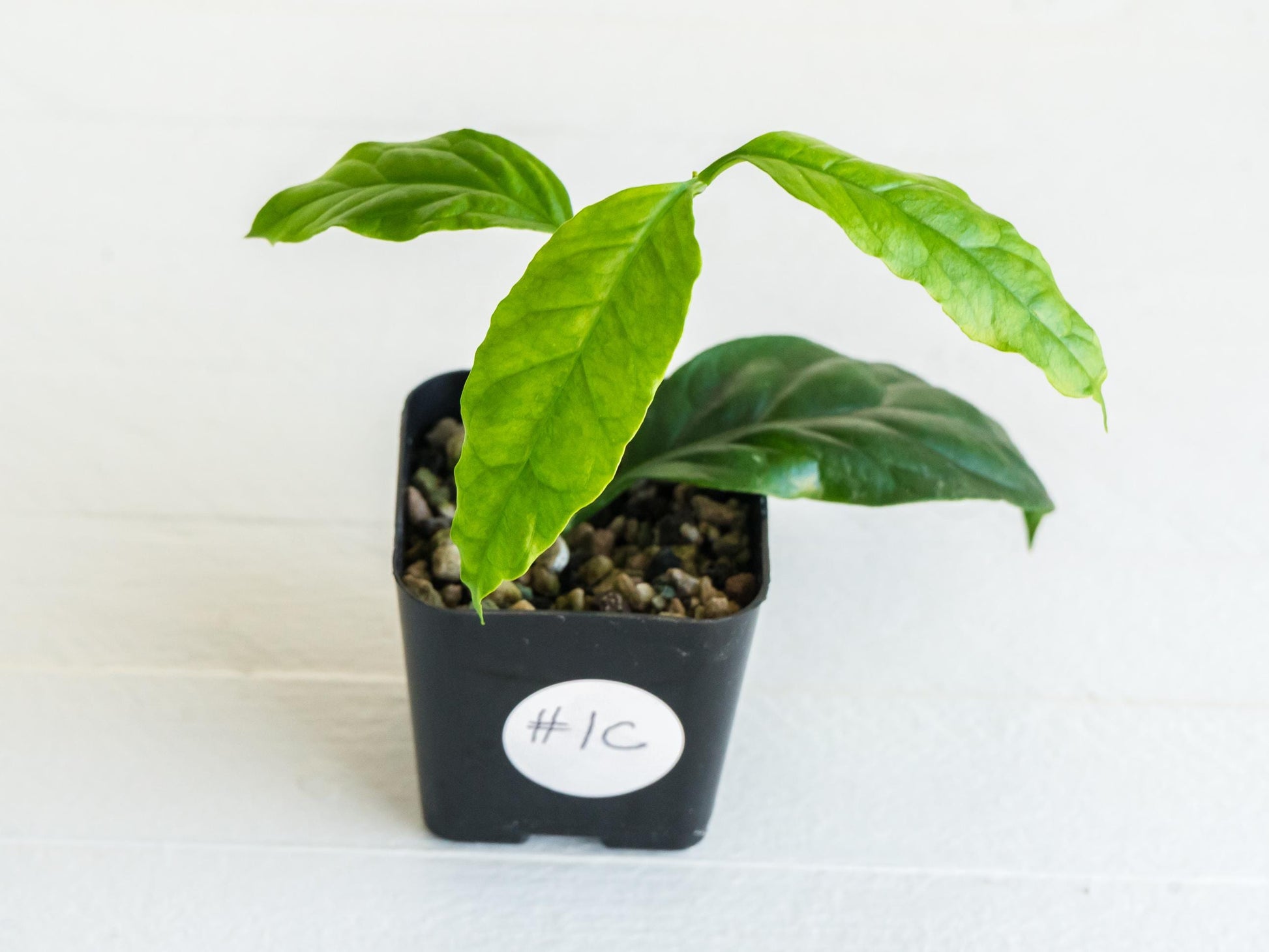 Hoya decipulae (Outer Variegated/Albo) | 2-Inch