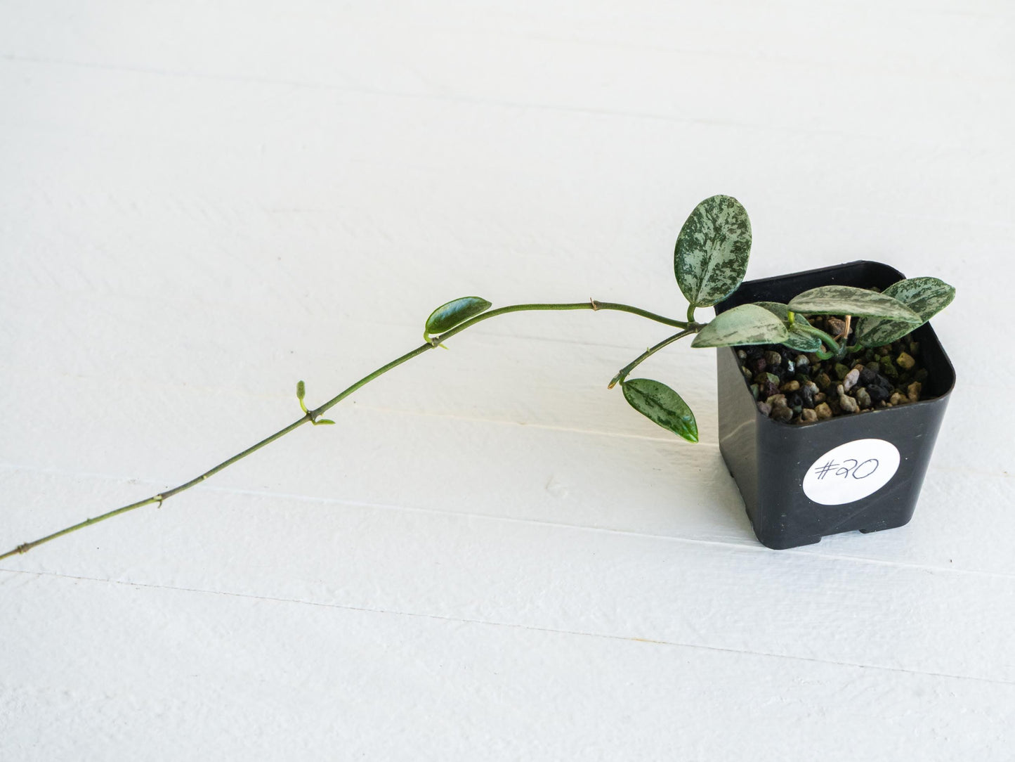 Hoya lima (Silver) | 2-Inch