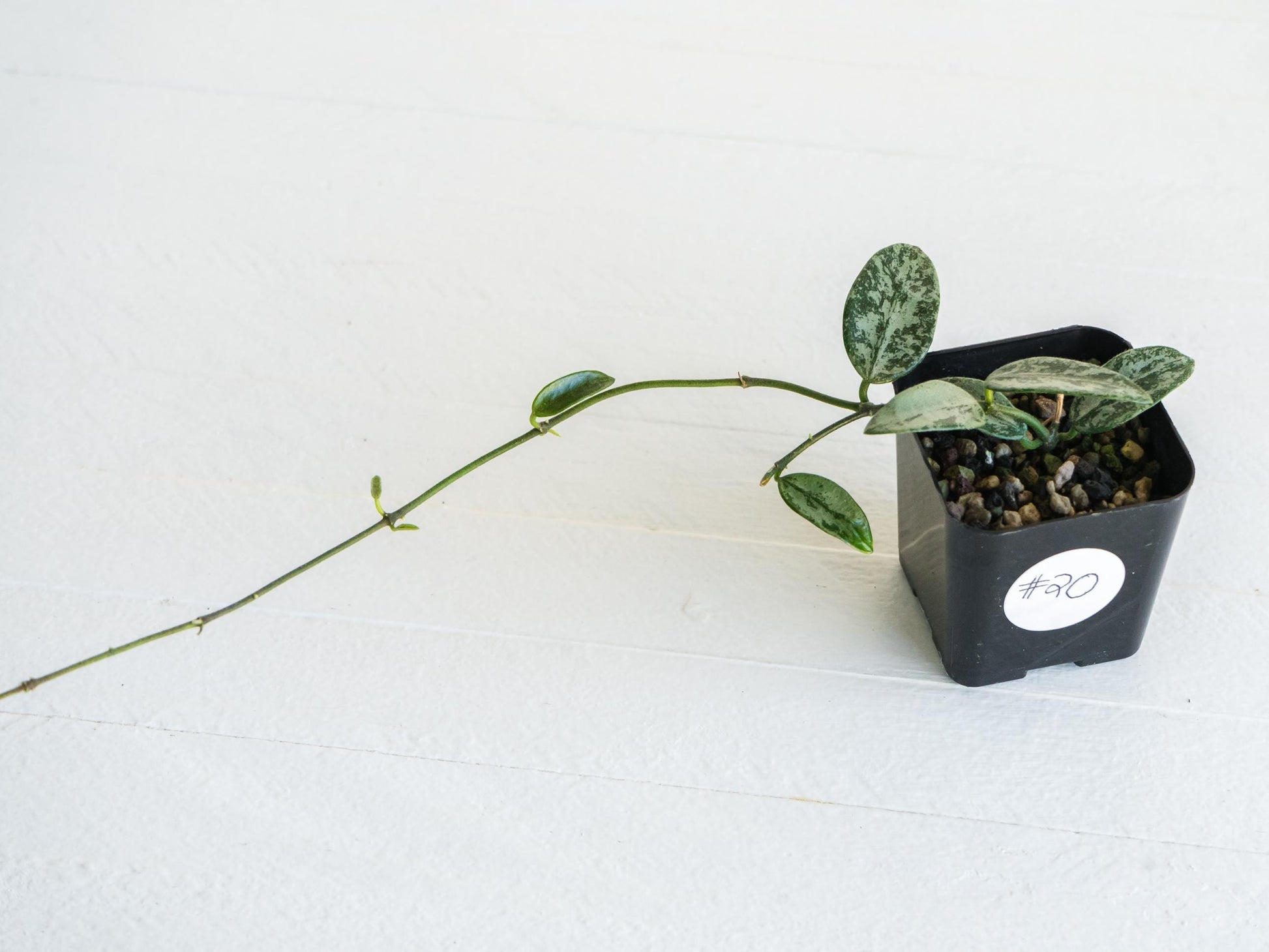 Hoya lima (Silver) | 2-Inch