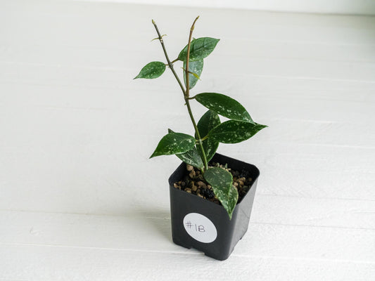 Hoya 'Rebecca' (Splash) | 2-Inch