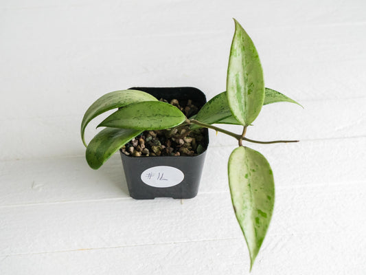 Hoya 'Snow Cui' (Silver) | 2-Inch