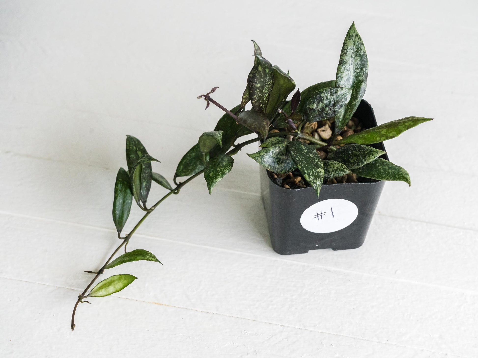 Hoya lacunosa ‘Royal Flush’ | 2-Inch