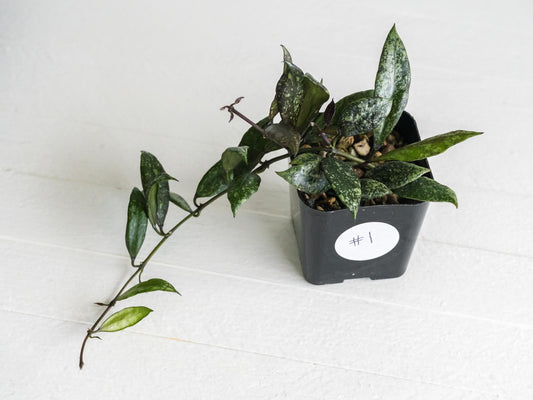 Hoya lacunosa ‘Royal Flush’ | 2-Inch