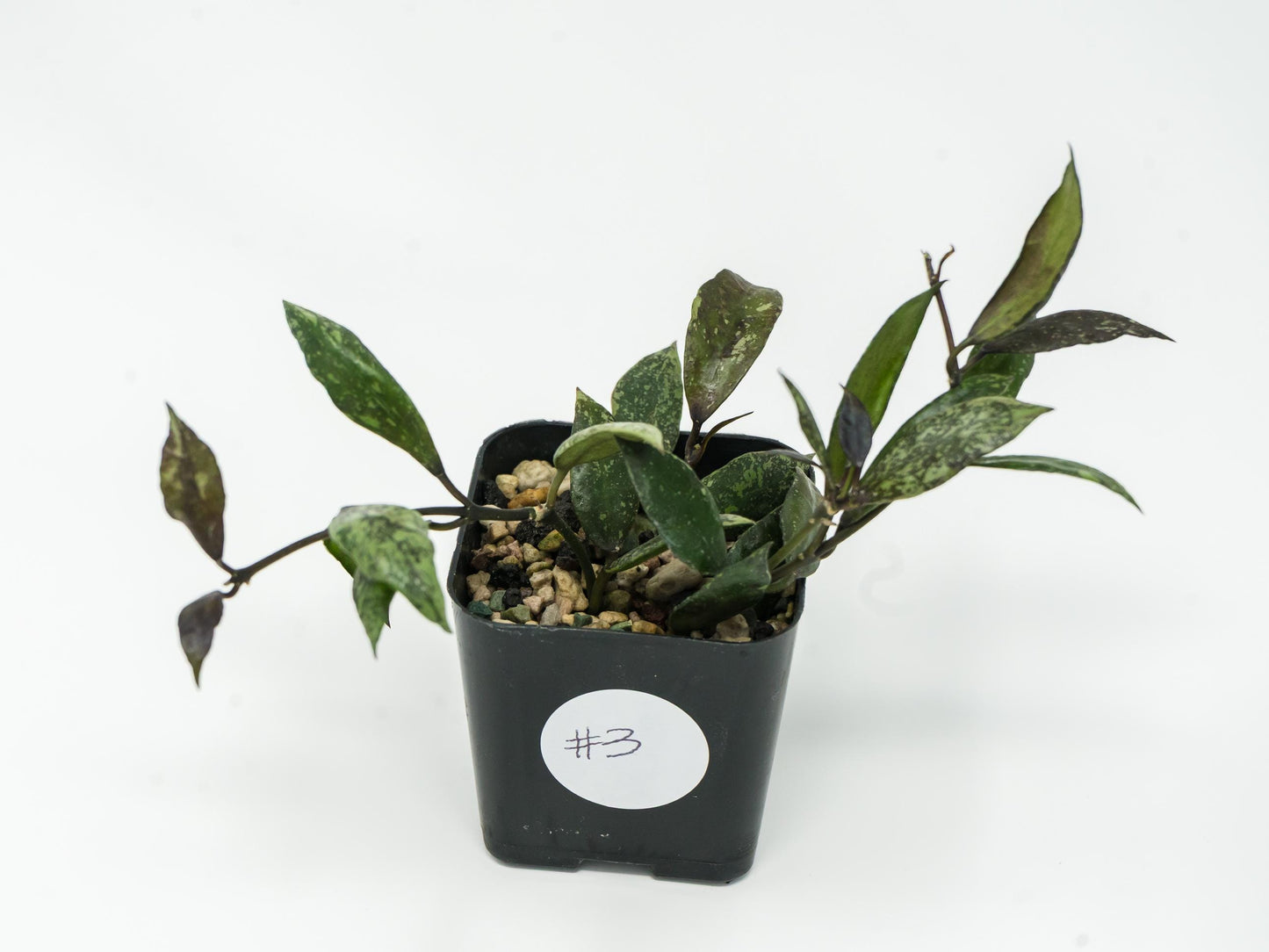 Hoya lacunosa ‘Royal Flush’ | 2-Inch