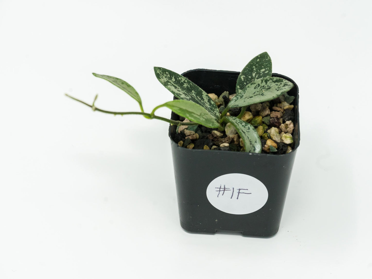 Hoya lima (Splash) | 2-Inch