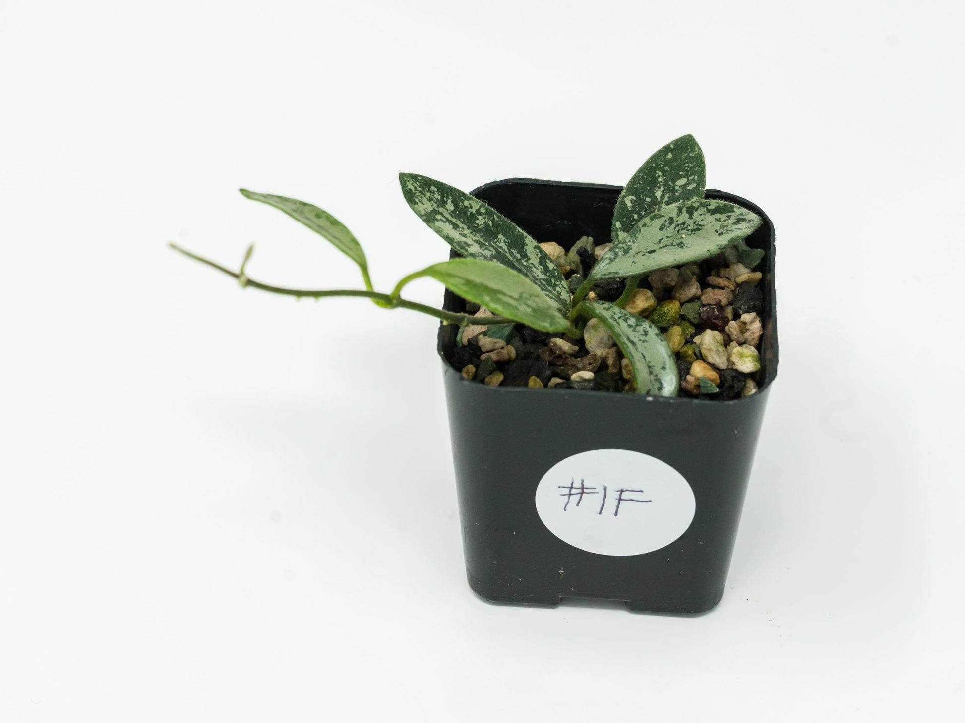 Hoya lima (Splash) | 2-Inch
