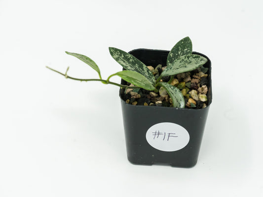 Hoya lima (Splash) | 2-Inch