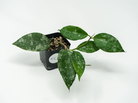 Hoya caudata (Silver) | 2-Inch
