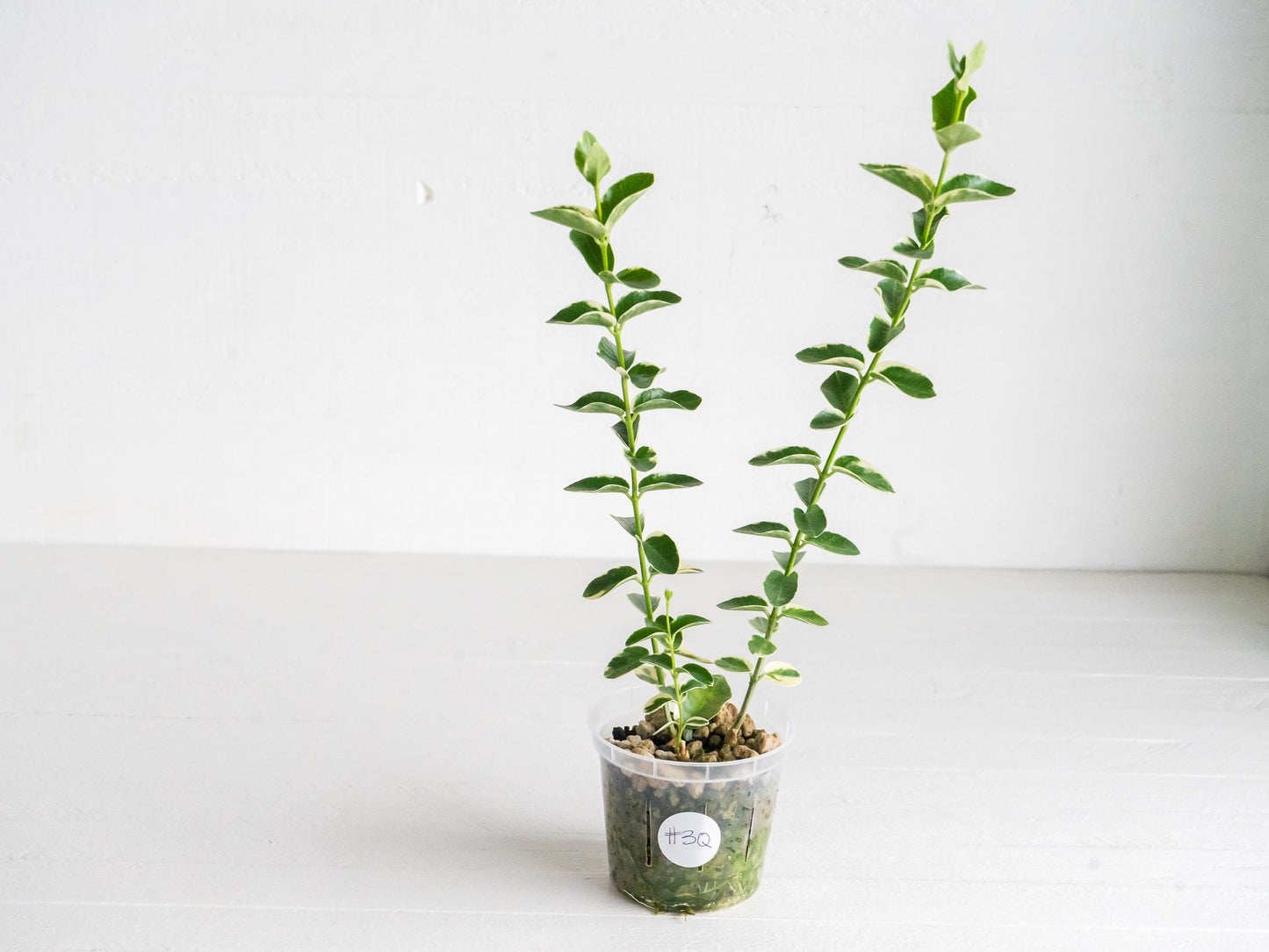 Hoya cumingiana (Albo | Outer Variegated) | 3-Inch