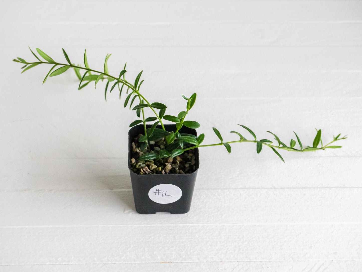 Hoya engleriana (Vietnam) | 2-Inch