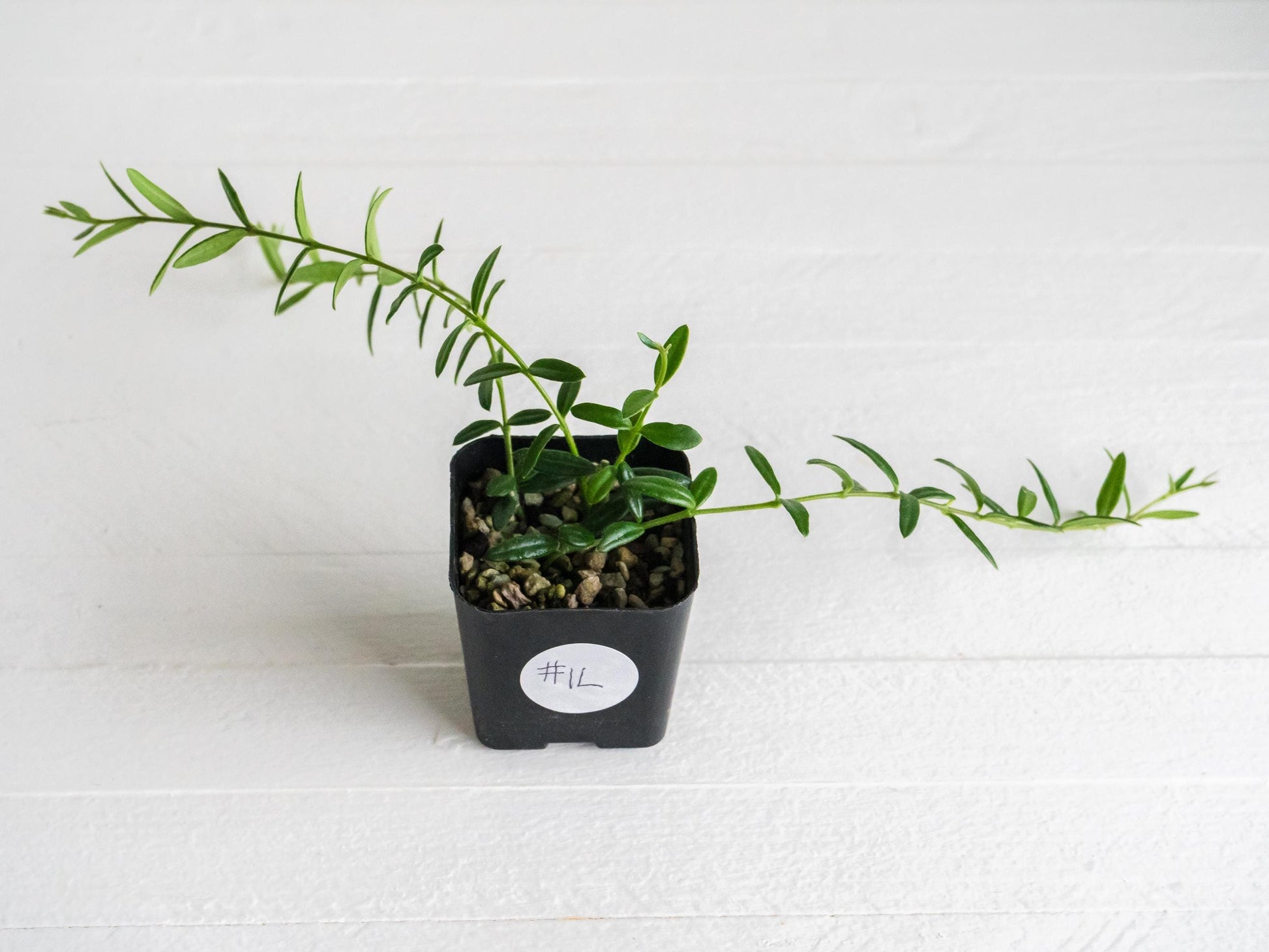 Hoya engleriana (Vietnam) | 2-Inch