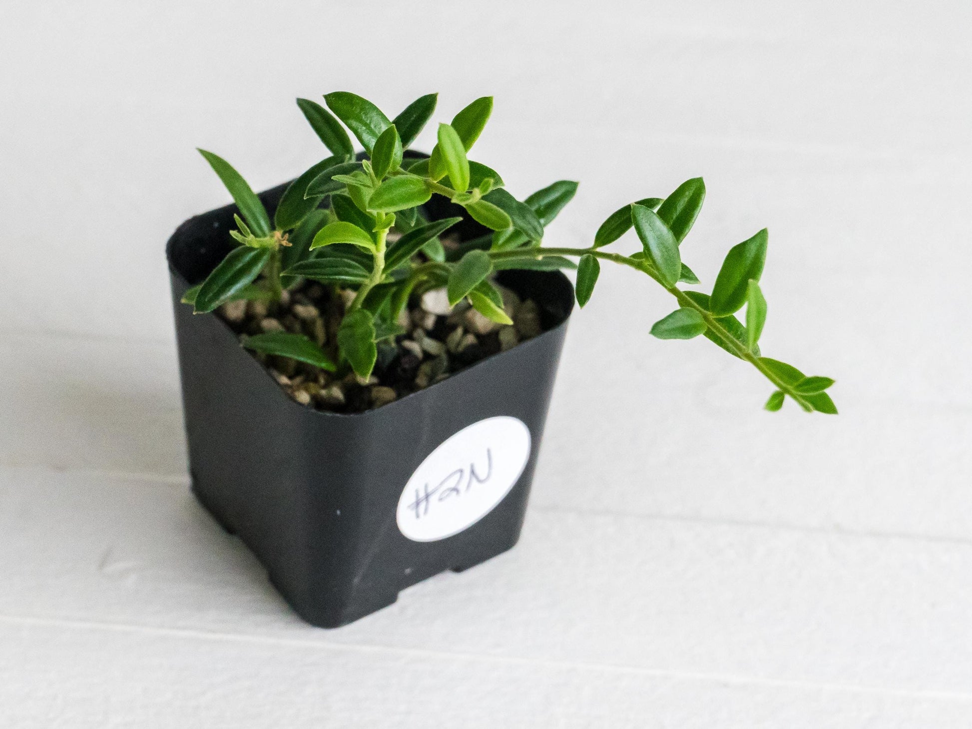 Hoya engleriana (Vietnam) | 2-Inch