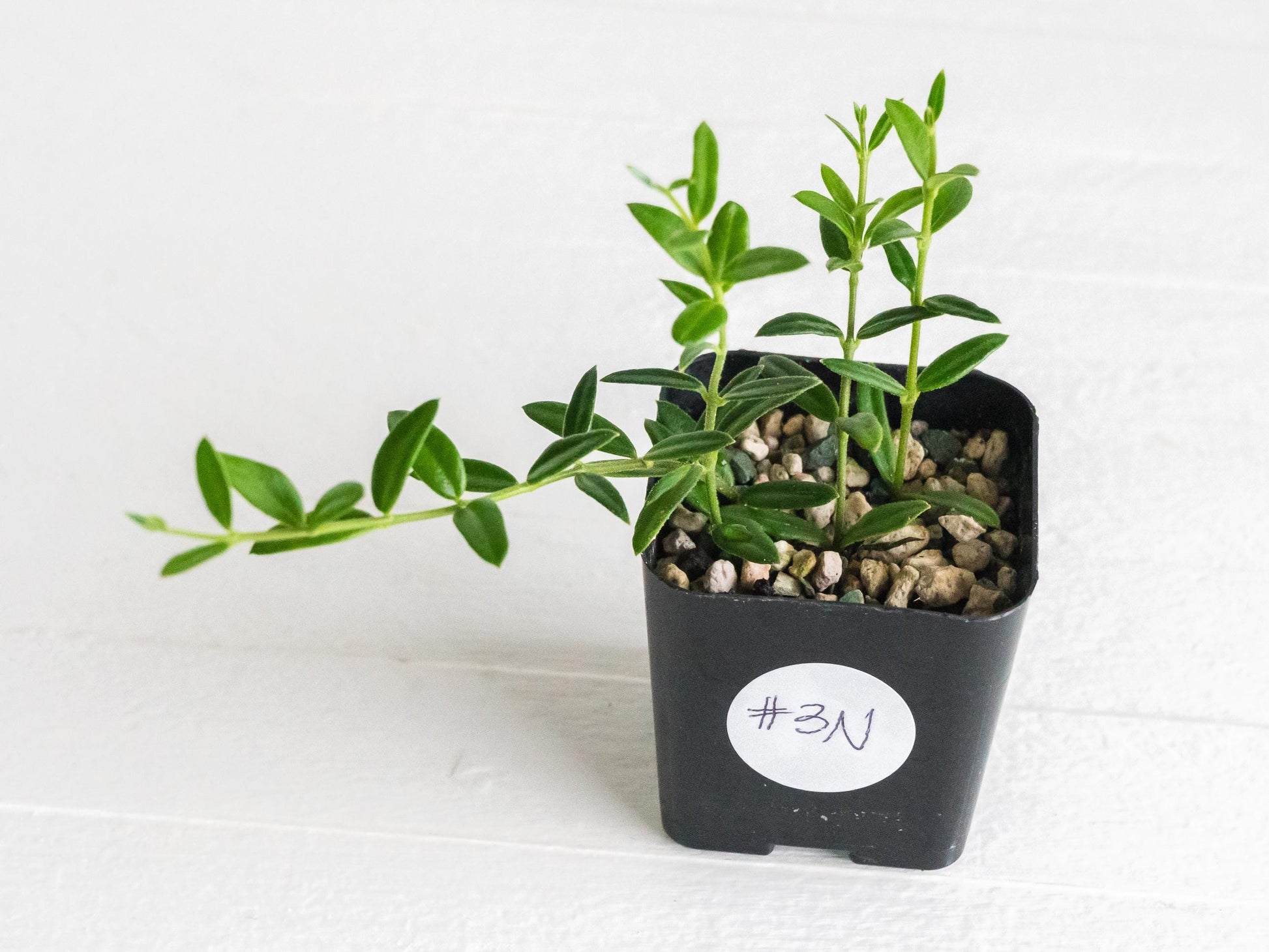 Hoya engleriana (Vietnam) | 2-Inch