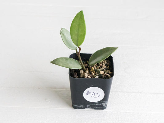 Hoya carnosa 'Wilbur Graves' (Silver) | 2-Inch