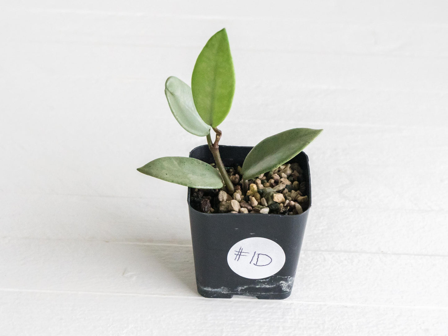 Hoya carnosa 'Wilbur Graves' (Silver) | 2-Inch