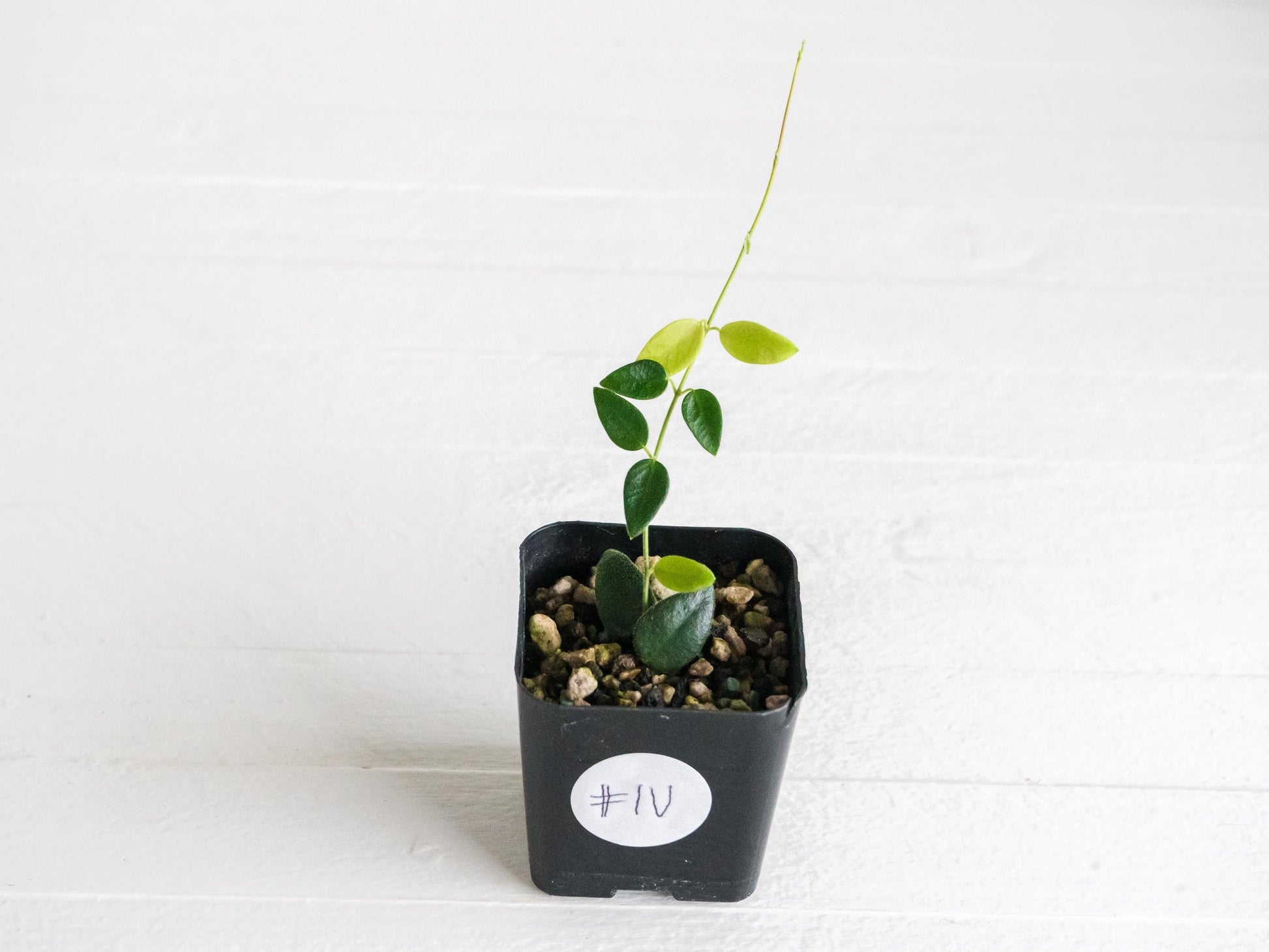 Hoya pulleana IM-02 | 2-Inch