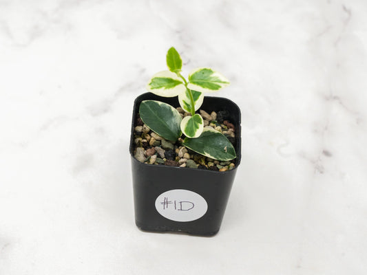 Hoya cumingiana (Albo | Outer Variegated) | 2-Inch