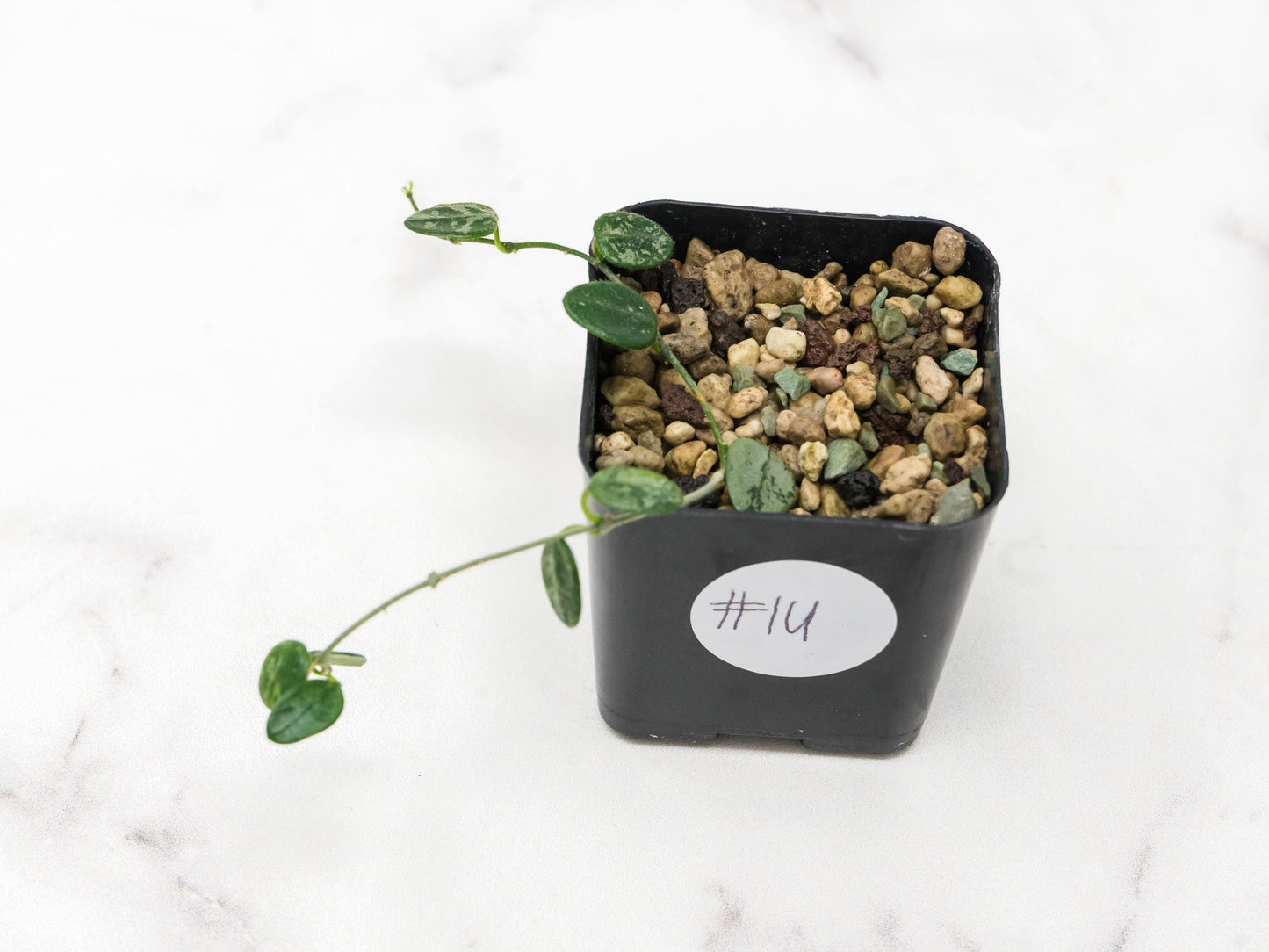 Hoya serpens (Splash) | 2-Inch