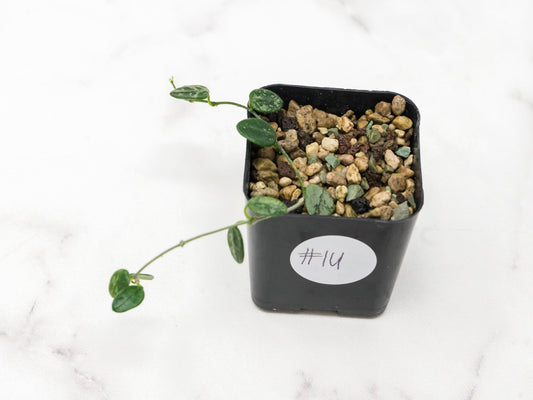 Hoya serpens (Splash) | 2-Inch