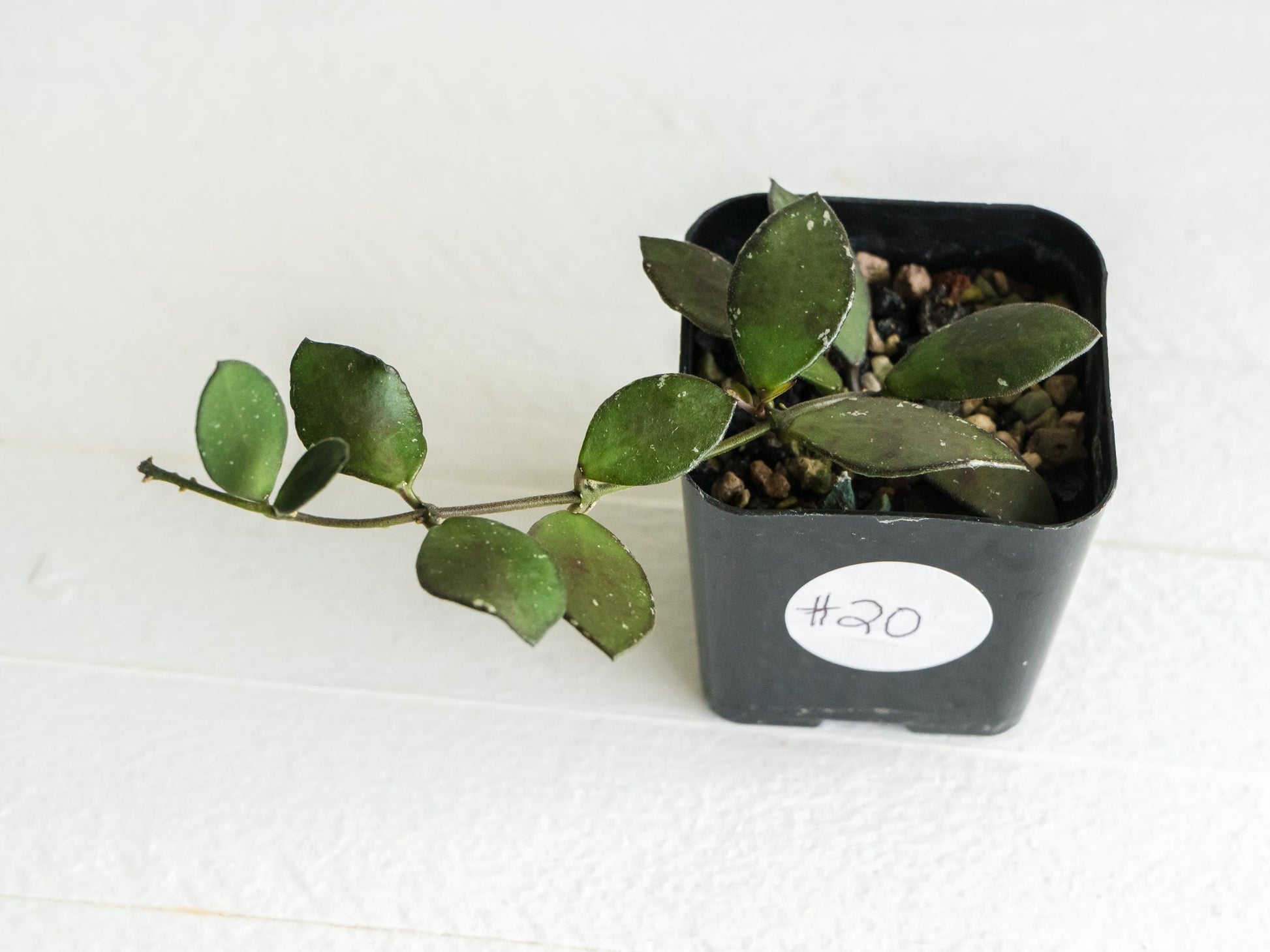 Hoya borneo (Small Leaf) | 2-Inch