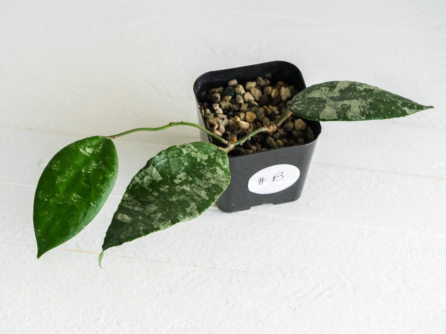 Hoya caudata (Silver) | 2-Inch