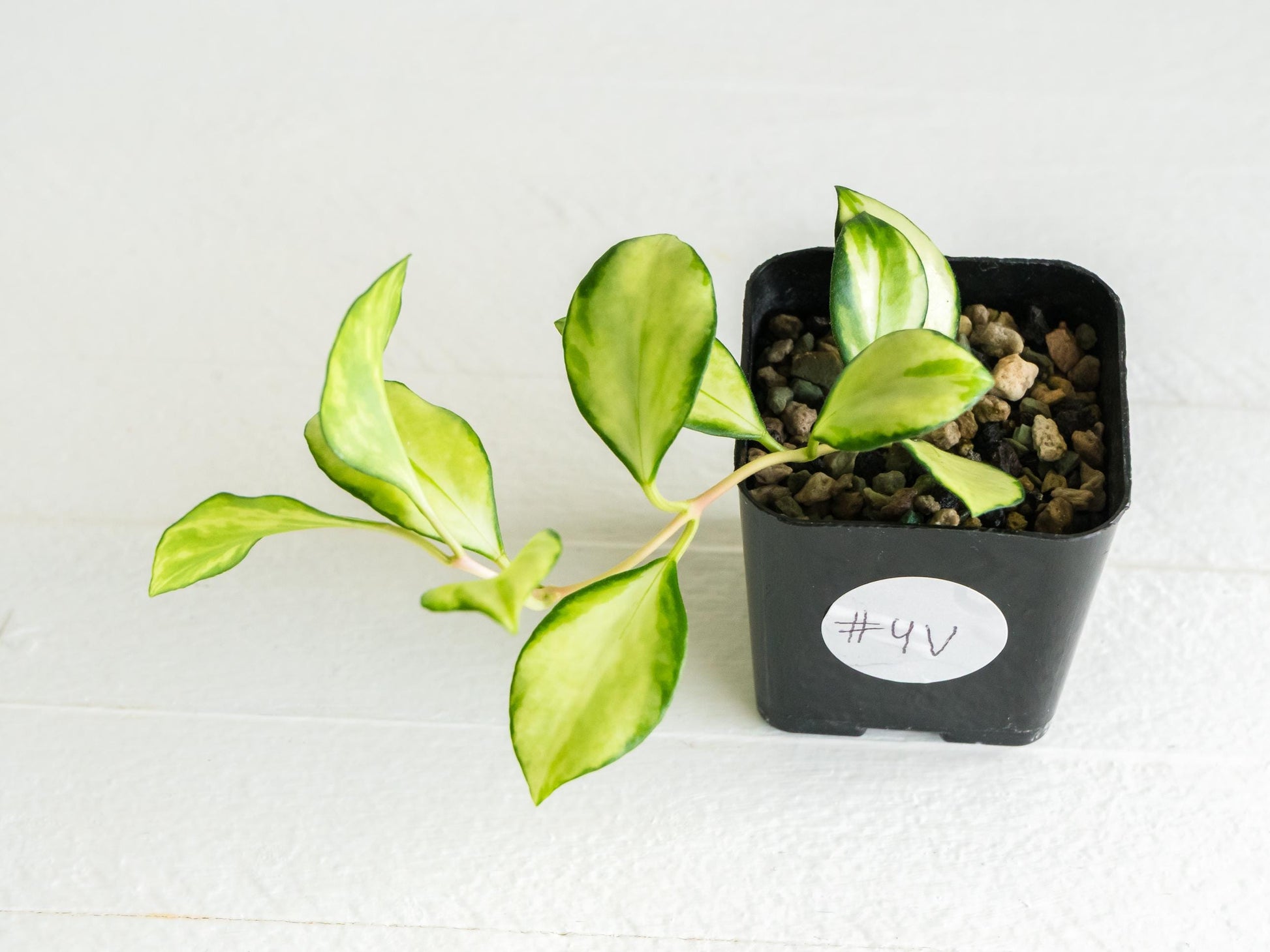 Hoya heuschkeliana (Inner Variegated)| 2-Inch