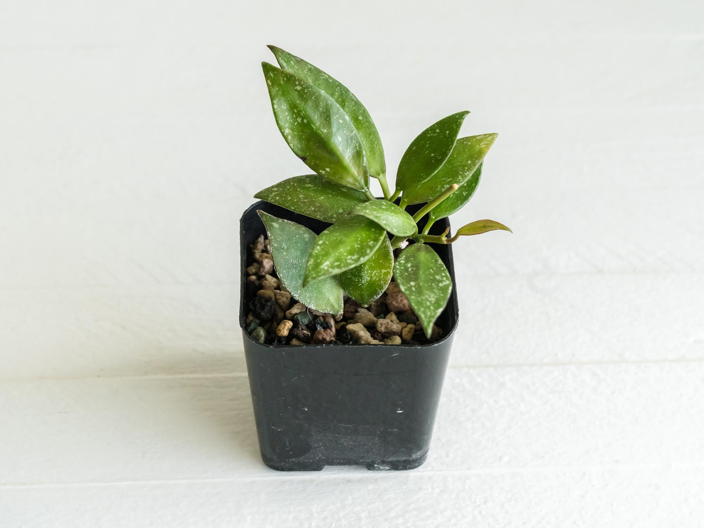 Hoya nabawanensis (Splash) | 2-Inch