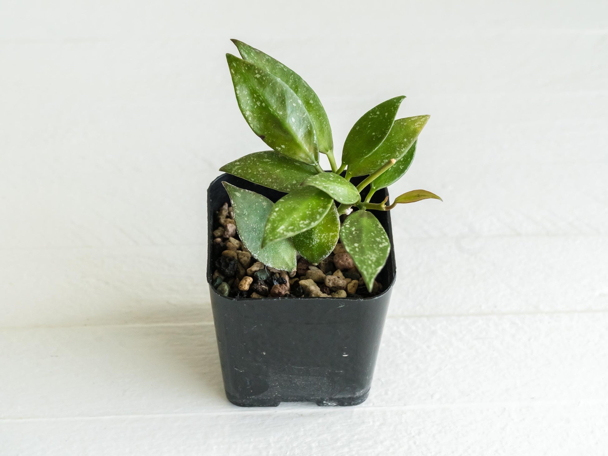 Hoya nabawanensis (Splash) | 2-Inch