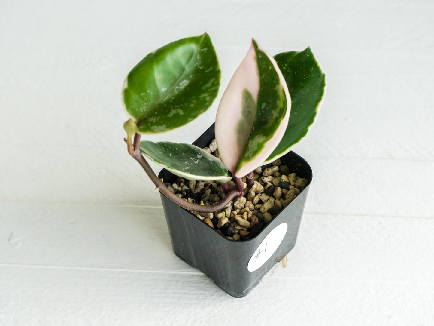 Hoya carnosa 'Tricolor' KRIMSON QUEEN (Splash) | 2-Inch